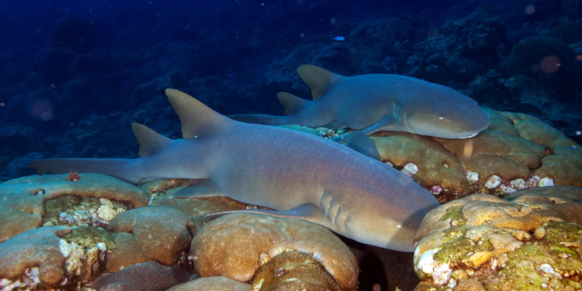 zwei Atlantische Ammenhaie (Ginglymostoma cirratum) liegen auf Steinen