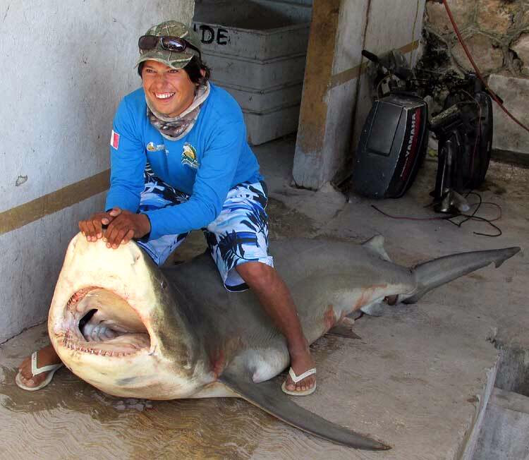 Bullenhai carcharhinus leucas getötet