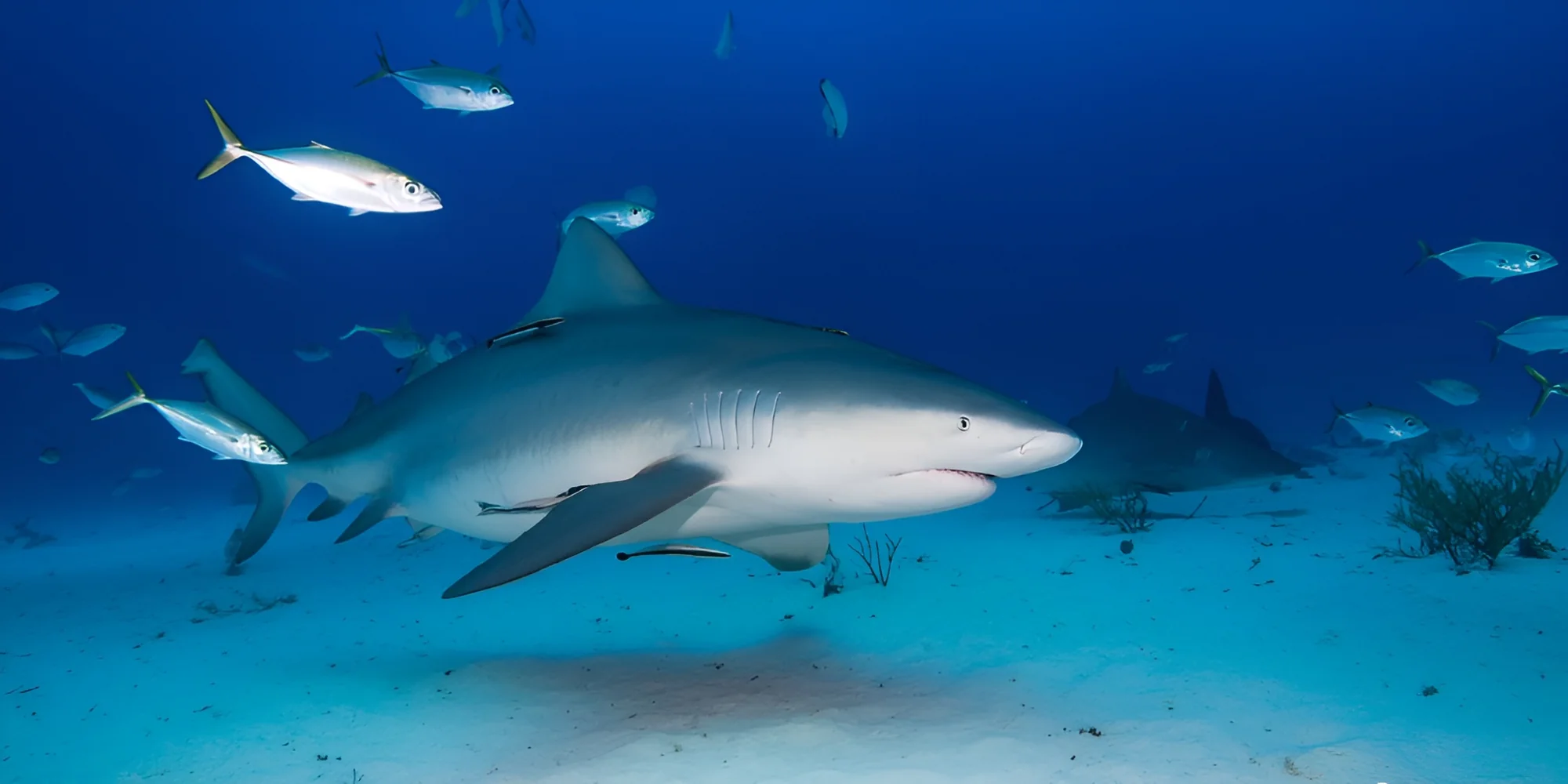 Bullenhai carcharhinus leucas über sand
