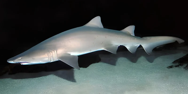 Carcharias taurus sandtigerhai mit dunklem hinteergrund