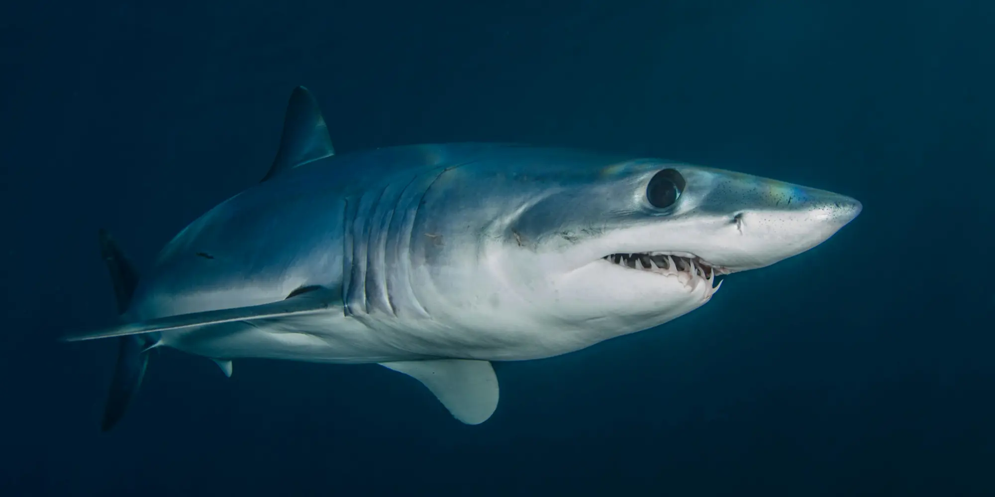 Kurzflossen mako isurus oxyrinchus