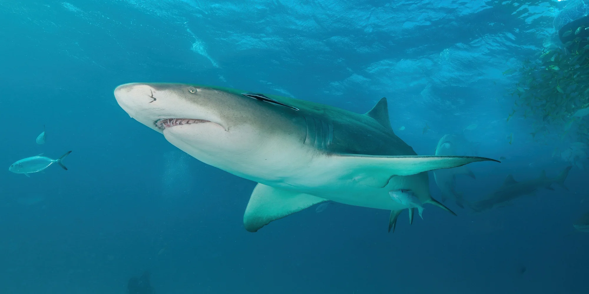Zitronenhai negaprion brevirostris
